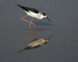 Himantopus himantopus