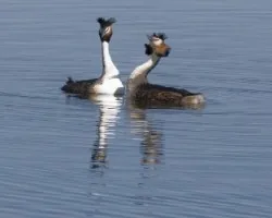 Podiceps cristatus