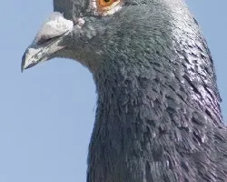 paloma azul