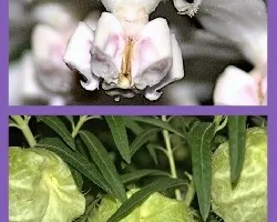 Gomphocarpus fruticosus (Asclepias fruticosa)
