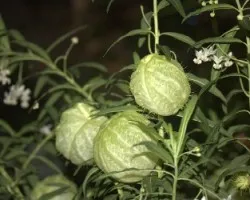 Gomphocarpus fruticosus (Asclepias fruticosa)