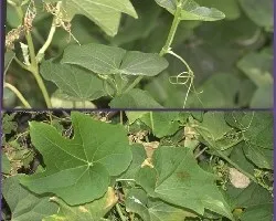 Sechium Edule