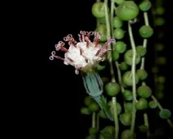 Senecio rowleyanus