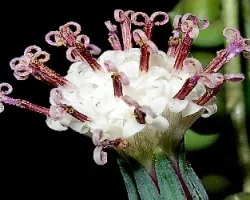 Senecio rowleyanus