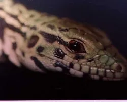 Cnemidophorus lacertoides