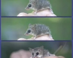 Thylamys pallidior