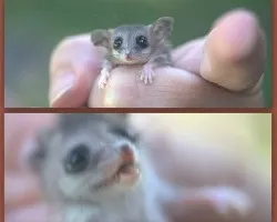 Thylamys pallidior