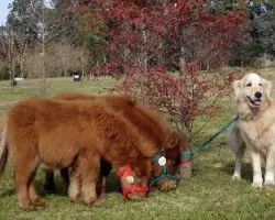 Equus ferus caballus falabella