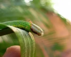 Opsiphanes invirae amplificatus