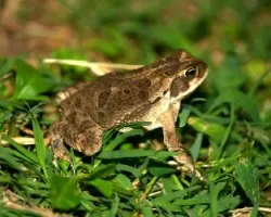 Bufo granulosus fernandezae