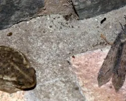 Bufo granulosus fernandezae
