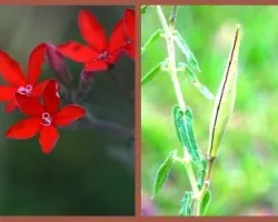 Amblyopetalum (Oxypetalum) coccineum