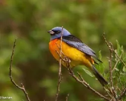 Thraupis bonariensis