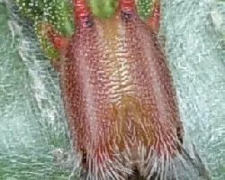 Opsiphanes invirae amplificatus