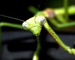 Mantis sp.