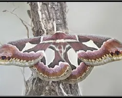 Rothschildia jacobaeae