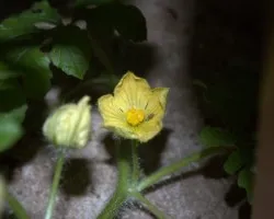 Cucurbitacea?