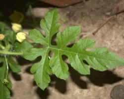 Cucurbitacea?