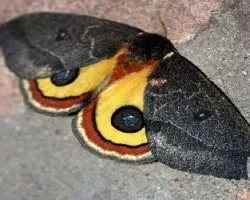 Automeris oberthuri