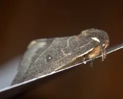 Automeris oberthuri