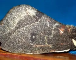 Automeris oberthuri