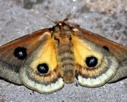 Automeris oberthuri