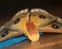 Automeris oberthuri