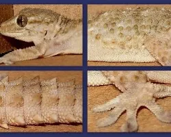 Tarentola mauritanica