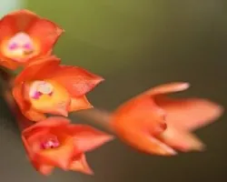 Cattleya cernua