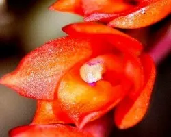 Cattleya cernua