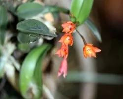 Cattleya cernua