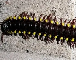 Diplópodo