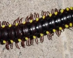 Diplópodo