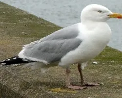 Larus argentatus