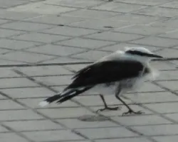 Fluvicola nengeta