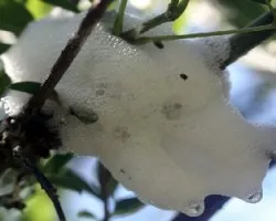 Cephisus Siccifolius
