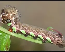 Eumorpha Labruscae