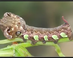 Eumorpha Labruscae
