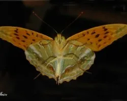 Argynnis paphia