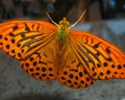 Argynnis paphia