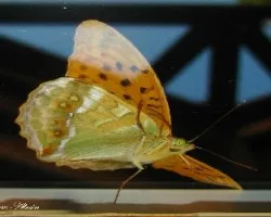 Argynnis paphia