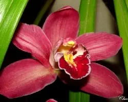 Cymbidium sp
