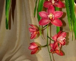 Cymbidium sp