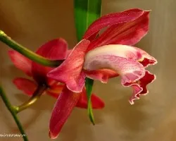 Cymbidium sp