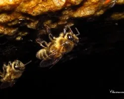 Abejas bebiendo