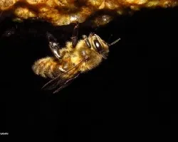 Abeja bebiendo