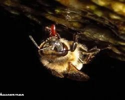 Abeja bebiendo