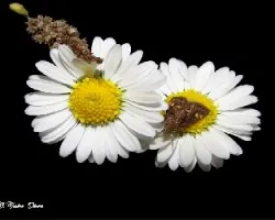 Flores con bichito