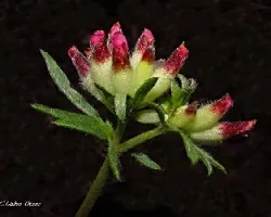Anthyllis vulneraria