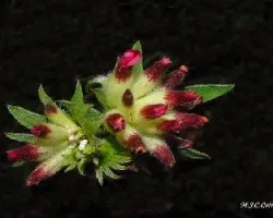 Anthyllis vulneraria